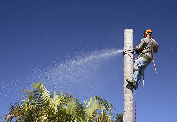 Professional Tree Services in Godley, TX