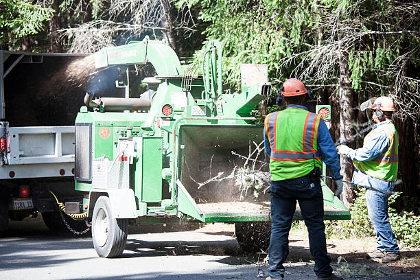 Best Tree Cabling and Bracing  in Godley, TX