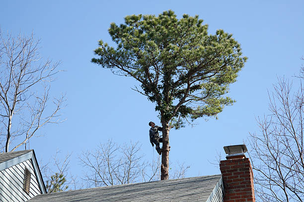 How Our Tree Care Process Works  in  Godley, TX